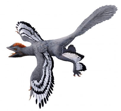 圖3. 通過研究化石證據重建顏色圖案；此為帶羽毛恐龍赫氏近鳥龍的復原圖。這些證據包括對其黑色素進行的研究。圖片提供: HKU MOOC / Julius T Csotonyi / Michael Pittman